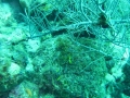 SEA&SEA 1200HD