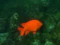 SEA&SEA 1200HD