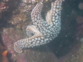 SEA&SEA 1200HD