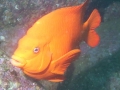 SEA&SEA 1200HD