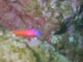 SEA&SEA 1200HD