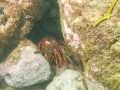 SEA&SEA 1200HD