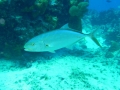 SEA&SEA 1200HD