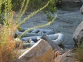 raft05g