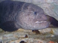 sd05j