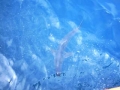 shark05m
