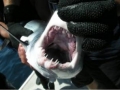 shark05o