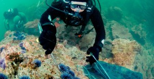 Kelp-Project-Diver_-930x480