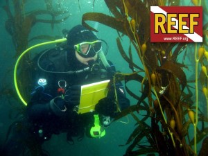 Reef.org